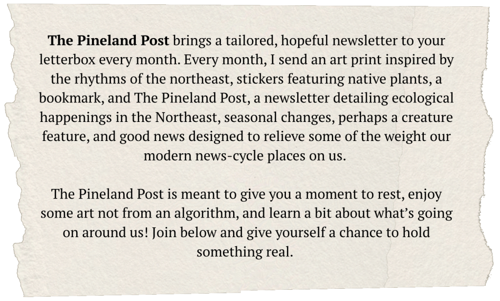 The Pineland Post brings a tailored, hopeful newsletter to your letterbox every month. Every month, I send an art print inspired by the rhythms of the northeast, stickers featuring native plants, a bookmark, and The Pineland Post, a newsletter detailing ecological happenings in the Northeast, seasonal changes, perhaps a creature feature, and good news designed to relieve some of the weight our modern news-cycle places on us. 

The Pineland Post is meant to give you a moment to rest, enjoy some art not from an algorithm, and learn a bit about what’s going on around us! Join below and give yourself a chance to hold something real. 